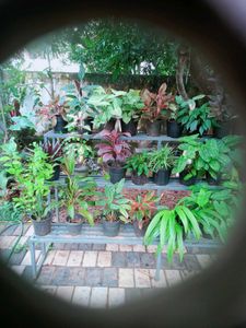 10 live root plants