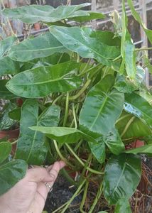 green burl marx Philodendron Plant