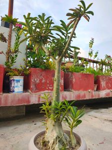 Adenium (Unique Desert Rose Plant)