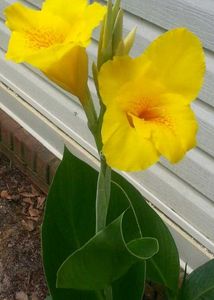 1️⃣Canna Lilie 🏵️