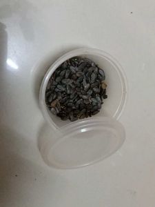 Yellow WaterMelon 🍈 farming Seeds
