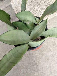 Snake Plants (Sansevieria)