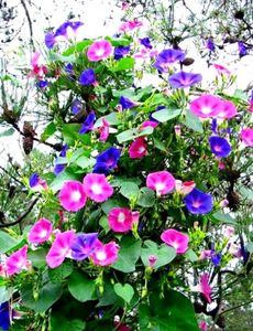 Vibrant Morning Glory Vine (SEEDS ONLY)