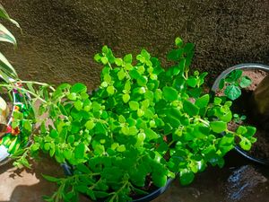 3 Plants In Combo Saplings With Free Delivery