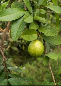 Guava Leaf