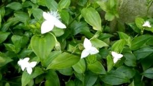 Tradescantia fluminensis plants & pot