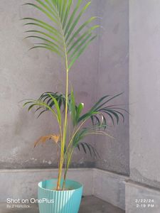 Elegant Areca Palm in Turquoise Pot