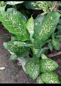 Combo Plants