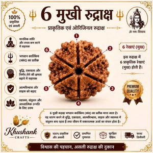 6 मुखी रुद्राक्ष | प्राकृतिक एवं ओरिजिनल छह मुखी र