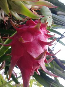 Dragon Fruit Live Plant