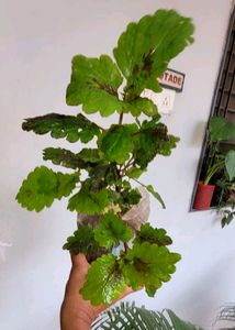 Set 4 Plectranthus Nitidus,Diffenchie,Purple Heart
