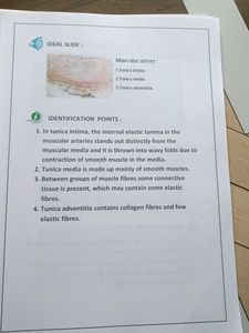 🔴❌Last minute Histology Notes ❌🔴