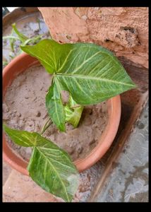 Combo Of 10 plAnts