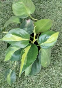 Brazil Pothos