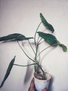 Burle Marx Philodendron Healthy Green Plant