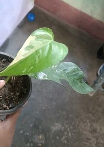 Beautiful epipremnum pinnatum albo Plant