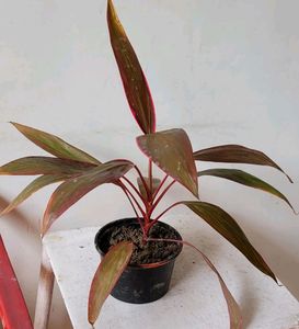 Dracaena Red Ruby 🌵 &amp; Pot