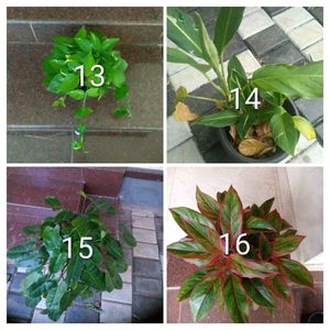 you can select 10 live root plants