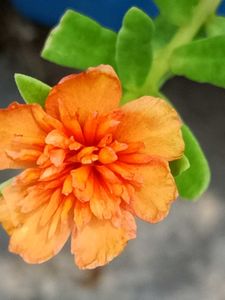 Portulaca , Moss Rose &amp; Cindrella Cuttings