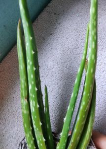 COMBO ALOEVERA&amp; SNAKE PLANTS