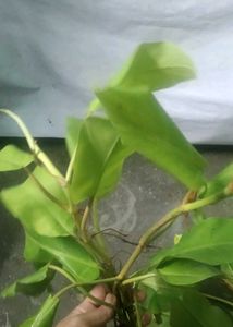 philodendron lemon( 2 plant)