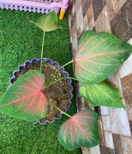 6 Caladium alocasia Plants combo