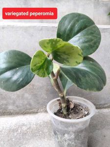 Air purifying snygo,philo and peperomias combo