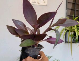 2 Set 🪴 arrowhead vine &amp; Purple Heart 🌴plants