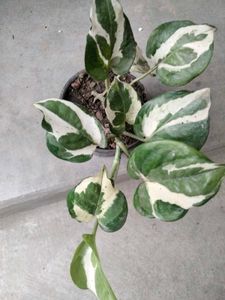 Assorted Potted Plants Bundle
