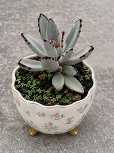 Adorable Panda Plant Succulent