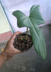 philodendron horsehead