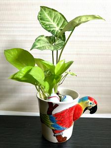 COMBO 2 Kinds Of Plants