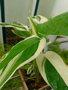 6 Variegated  Plants