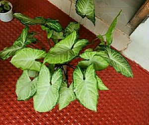 🌵 Set 2 Arrowhead plants,,🌲