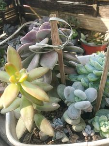 5 Big Succulent Combo