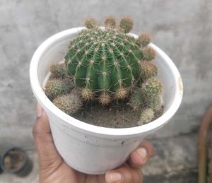 Full Grown Ball Cactus
