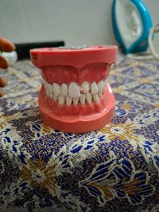 Nissin Typodont Dental Model for Practice