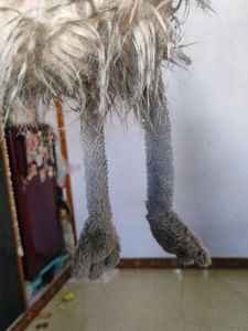 jellycat Ostrich big size