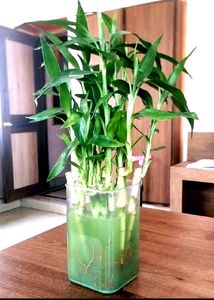 Bamboo Plant