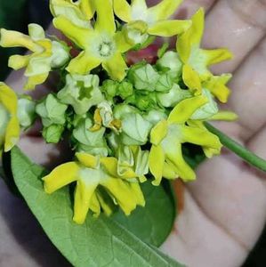 Tonkin Jasmin Natural Plant