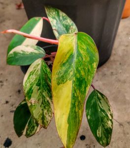 rare strawberry shake philodendron