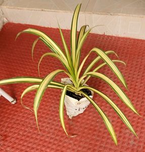 Pandanus veitchii Plant 🪴