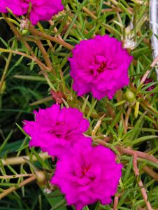 Portulaca Flower Plant 4 inch Cutting 7 Colours