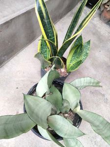 Snake Plants (Sansevieria)