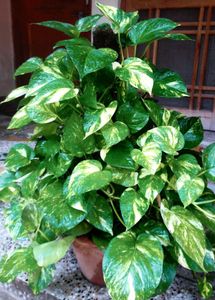 Money Plants 🌿 Golden Pothos