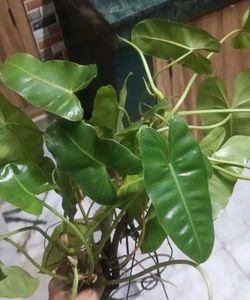 Healthy Philodendron burl marx