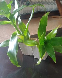 Basket Plant For Sale