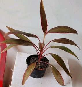 Dracaena Red Ruby 🌵 &amp; Pot