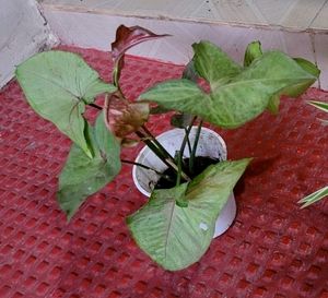 Set 2 Evergreen Money &amp; Arrowhead Plant &amp; Pot