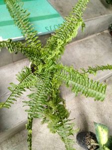 Assorted Plants